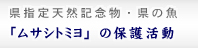 TVg~̕ی슈